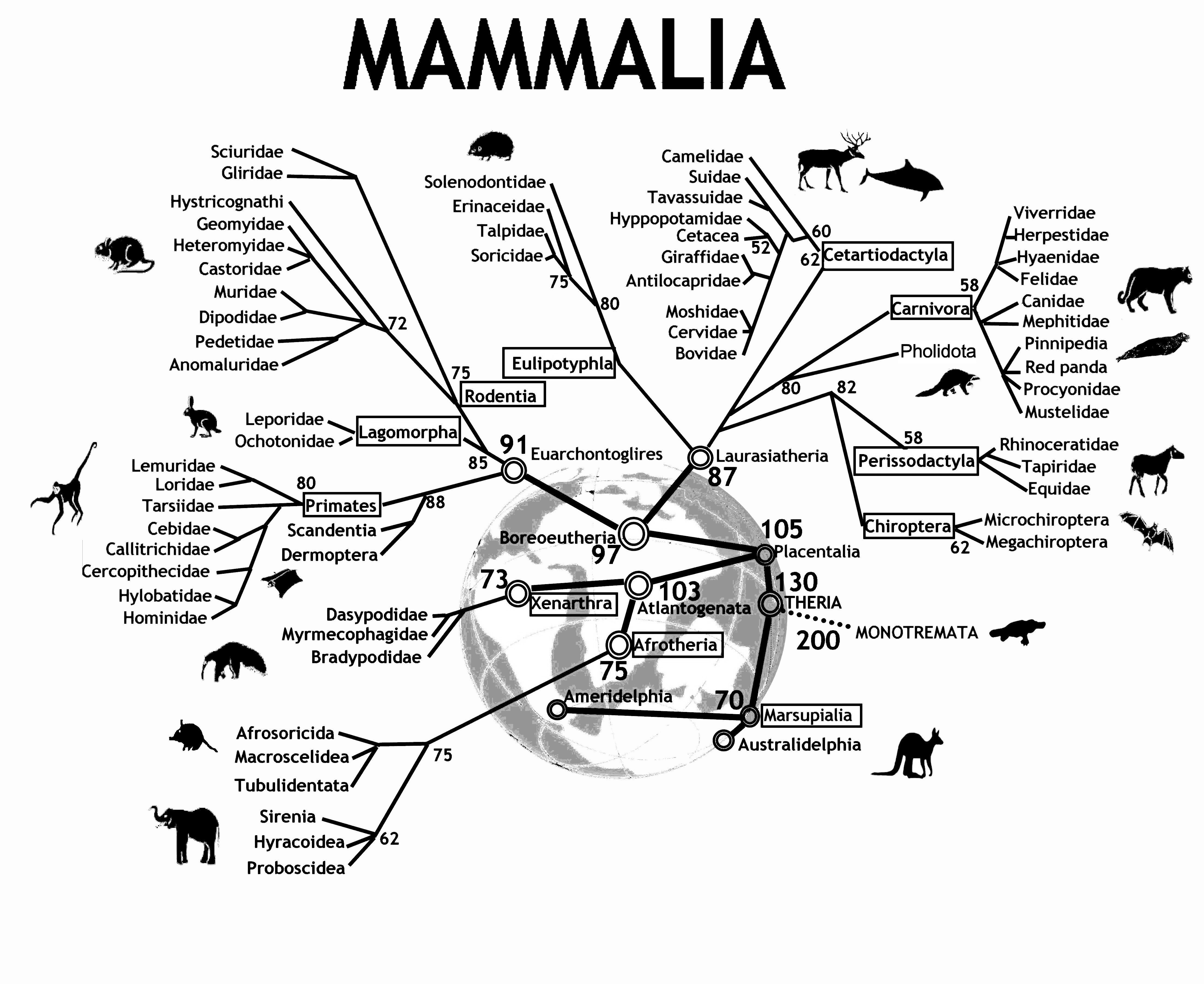 An evolutionary tree for mammals.  Source [wiki-mammals]